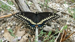 Black butterfly with yellow and blue splotches at the tips of its extended wings.