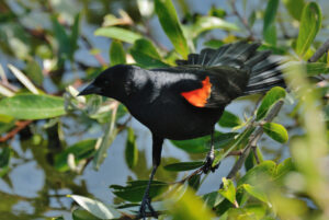 Another bird species featured in Bird Bingo, the American Robin (National Park Service photo)