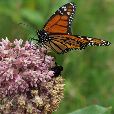 A monarch butterfly perched on a flower against a leafy green background