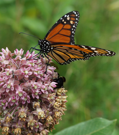 A monarch butterfly perched on a flower against a leafy green background