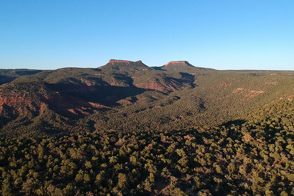 Landscape covered in trees, some mountains coming from the left, Bears Ears, Utah