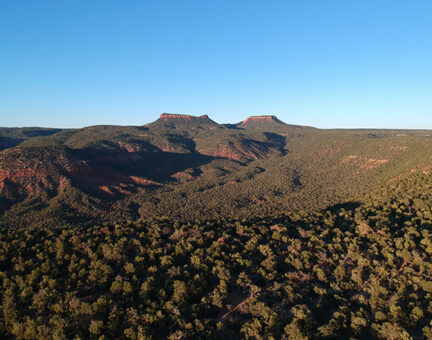 Landscape covered in trees, some mountains coming from the left, Bears Ears, Utah