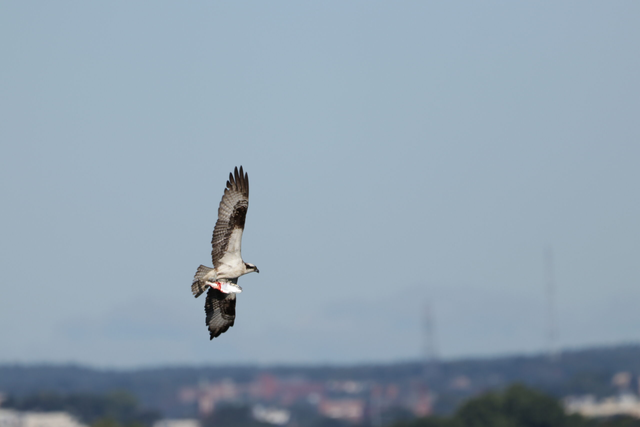 Fall migration bird walk on deer island boston harbor islands