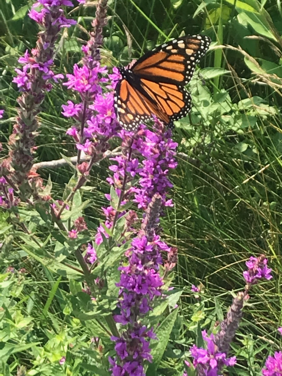 Monarch Butterflies Boston Harbor Islands