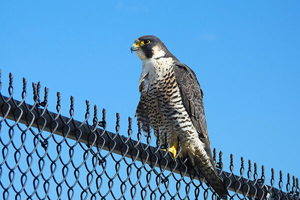 A Peregrine Falcon perched on a chain-link fence against a blue sky