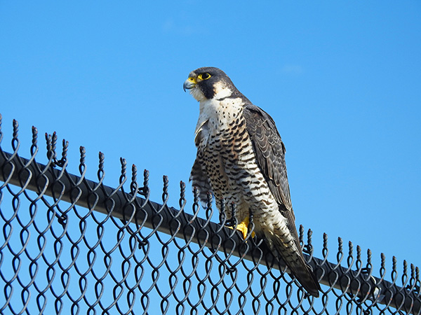 A Peregrine Falcon perched on a chain-link fence against a blue sky