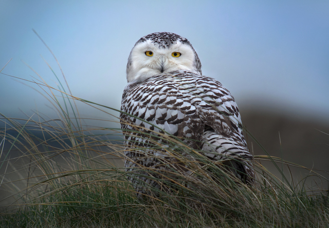 Winter Wildlife Cruise - Snowy Owl