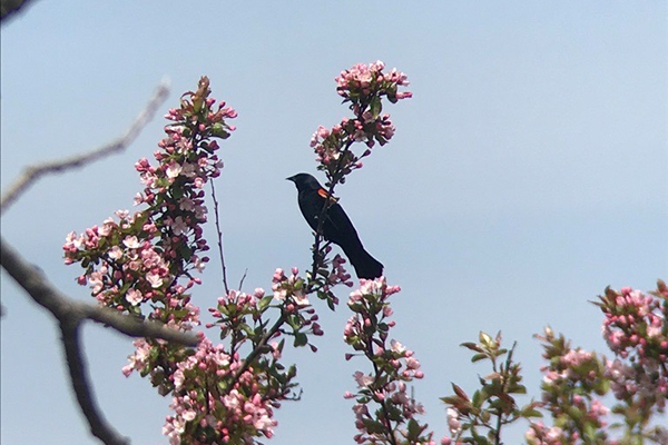 A black songbird sitting in a cherry blossom tree against a blue sky