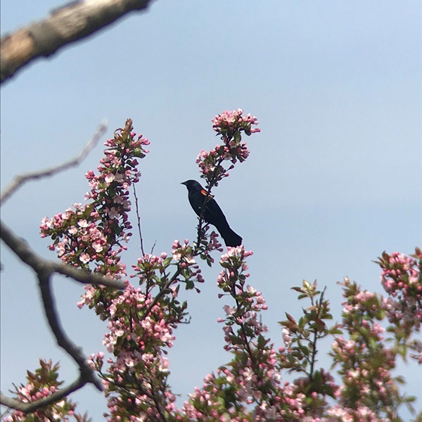 A black songbird sitting in a cherry blossom tree against a blue sky