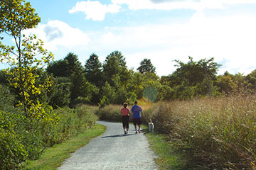 Web dog Walking