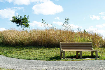 Webb Bench