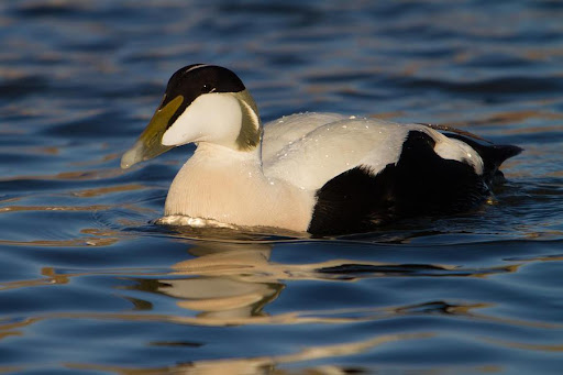 winter wildlife cruise boston